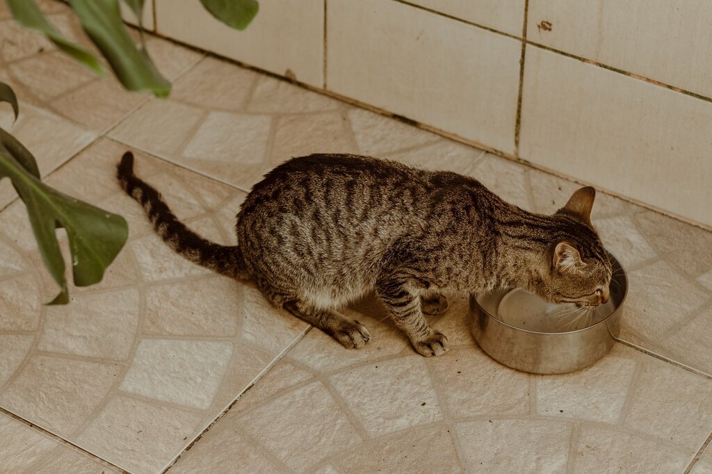 cat drinking from stainless steel bowl