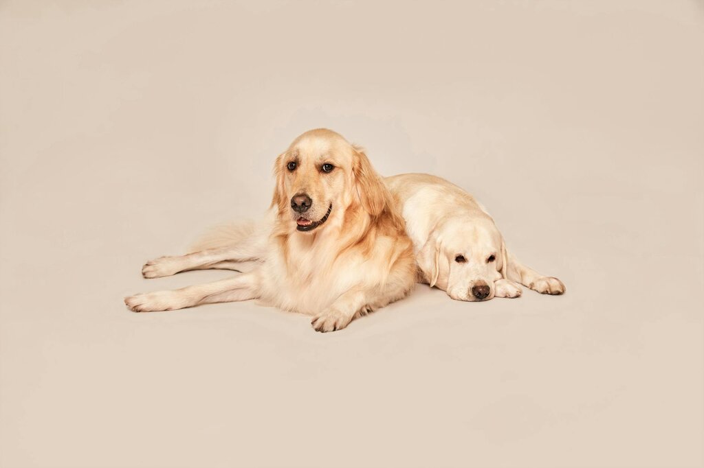 Labrador and golden retriever