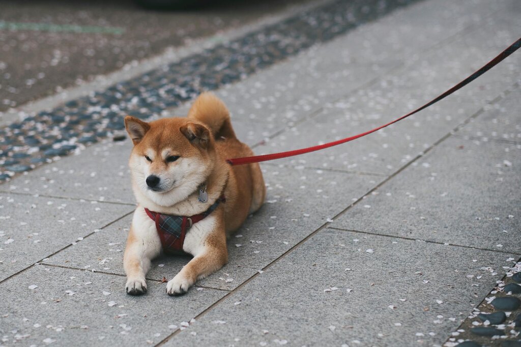 shiba inu on laying on ground with harness and leash