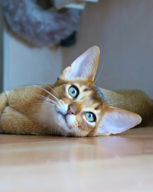 abyssinians lying on floor