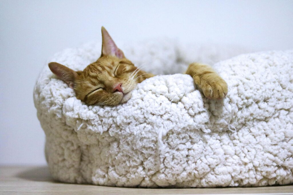 ginger cat sleeping on bed