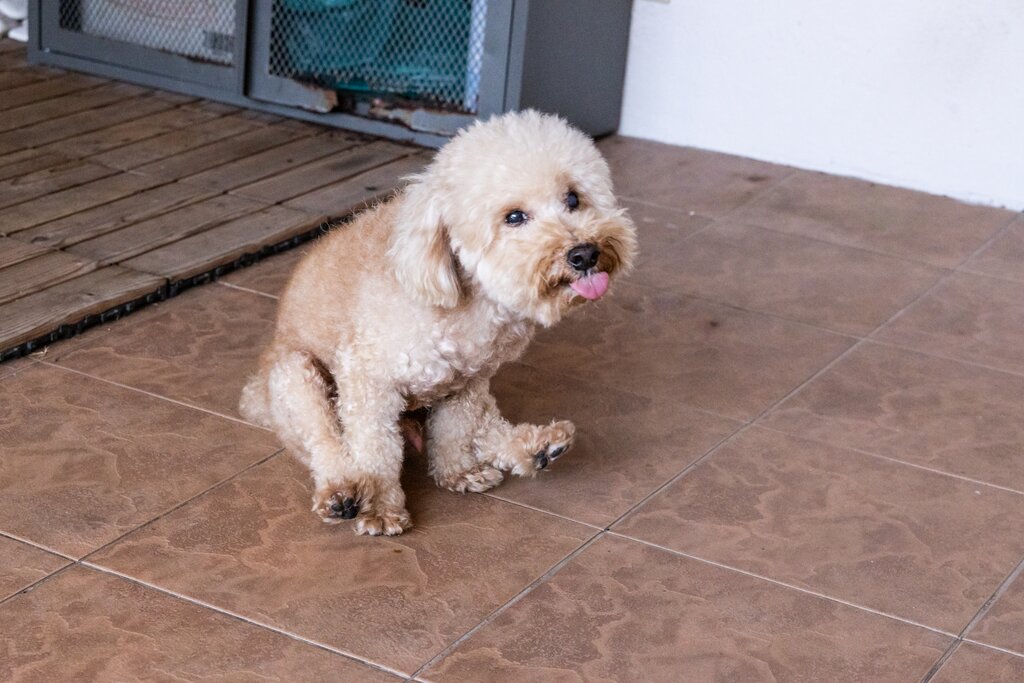 dog scooting bum on ground