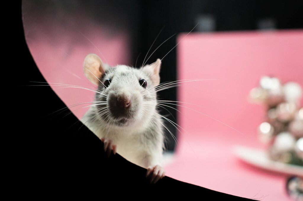 pet rat peeking into tunnel