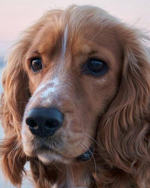 cocker spaniel