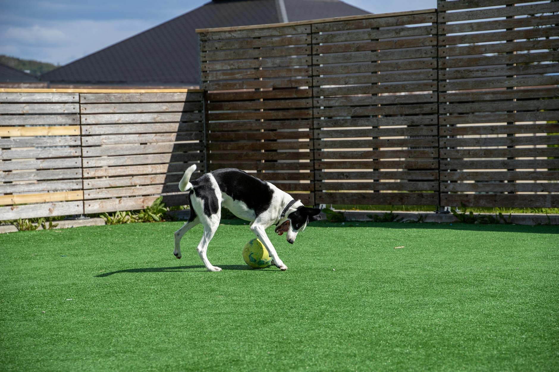 dog playing on lawn with a large ball