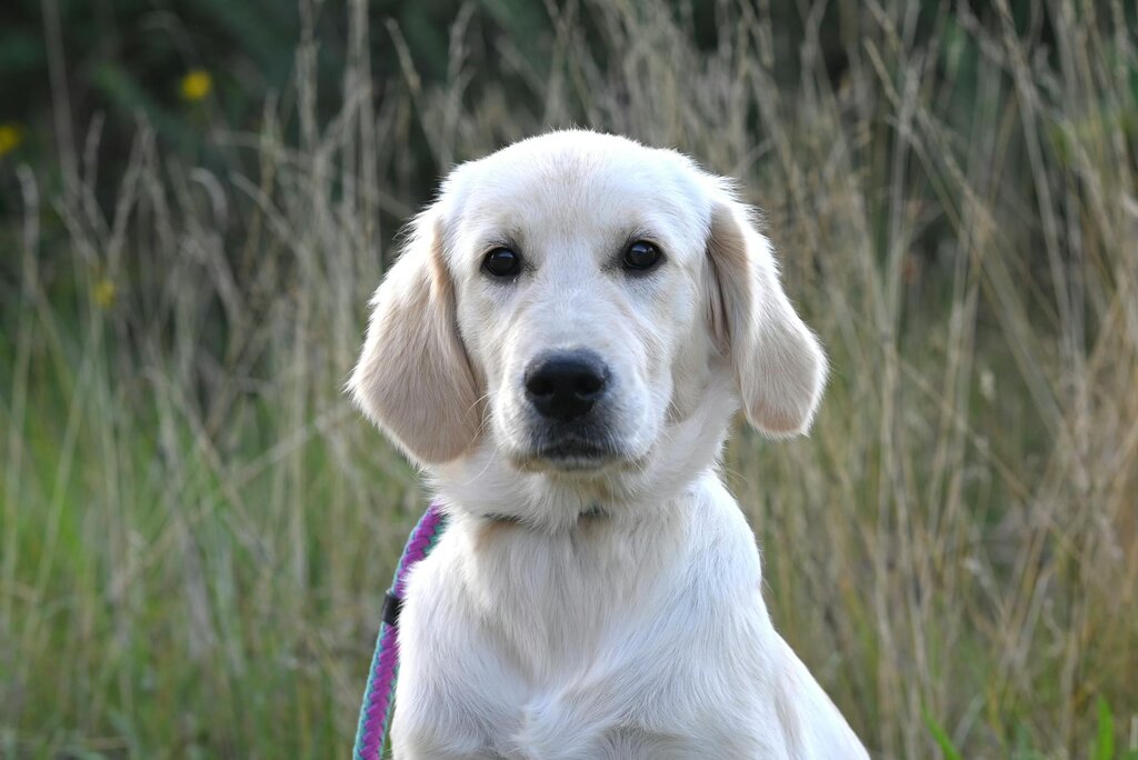 golden retriever outdoors with purple lead