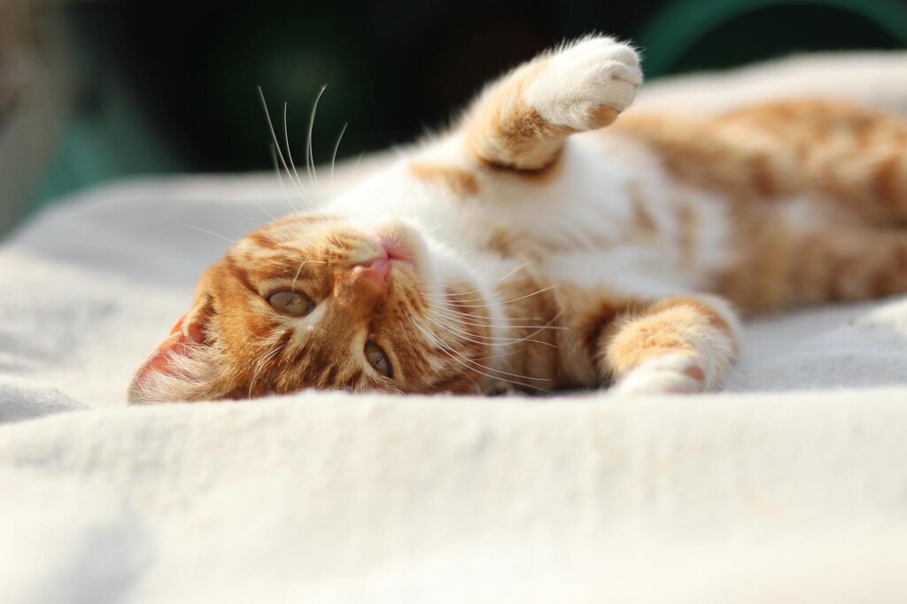 cat relaxing on blanket