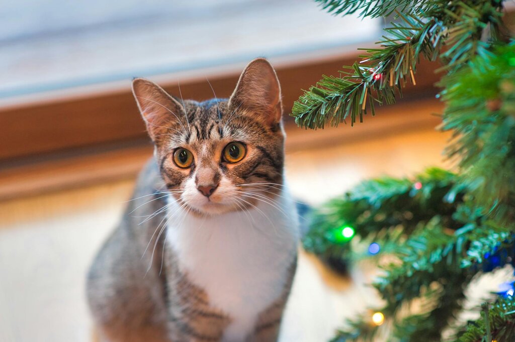 cat standing by Christmas treat looking expectantly towards camera