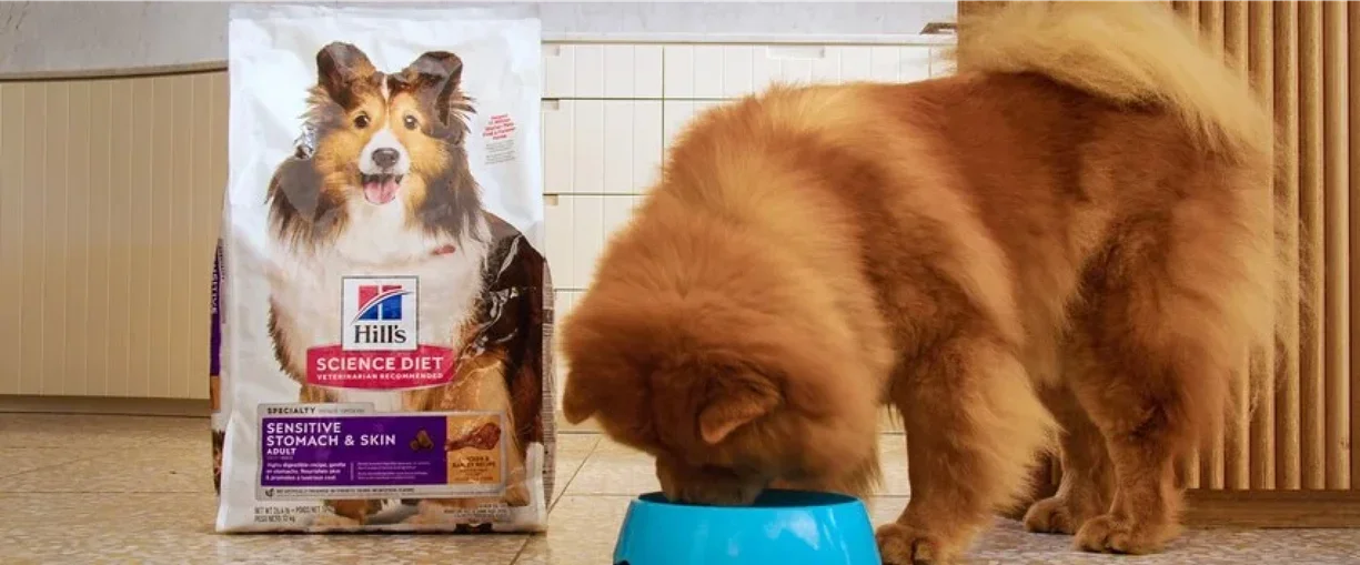 chow chow eating from bowl with bag of hills sensitive skin and stomach