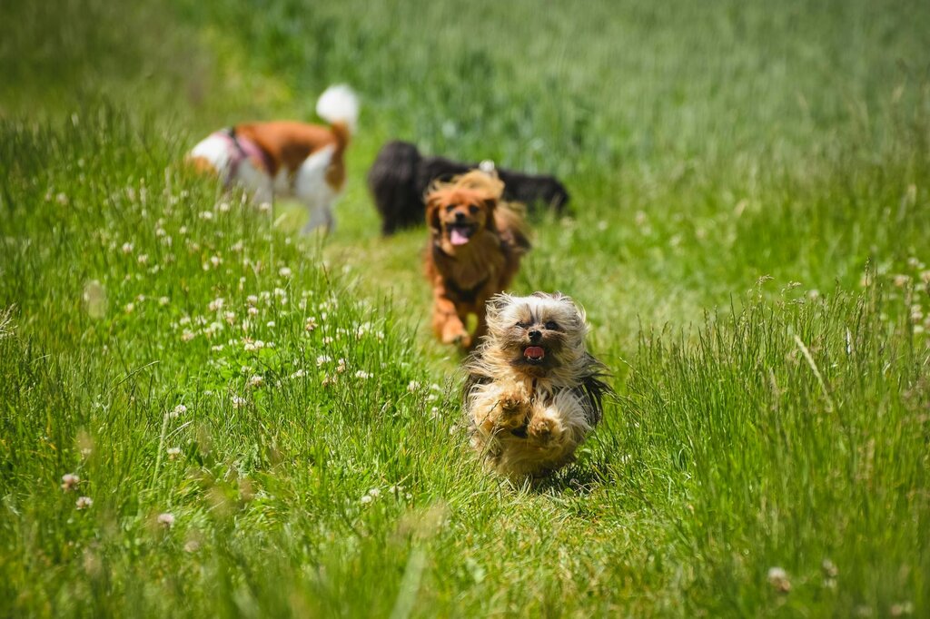 small dogs running on grass