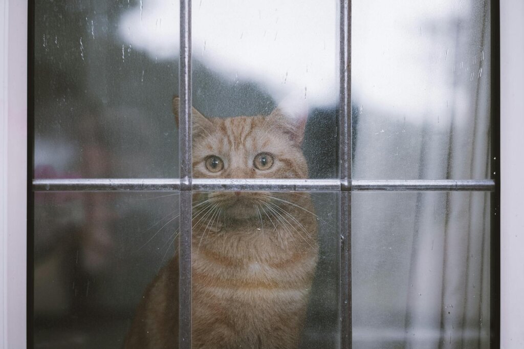 ginger cat staring out of a window while raining