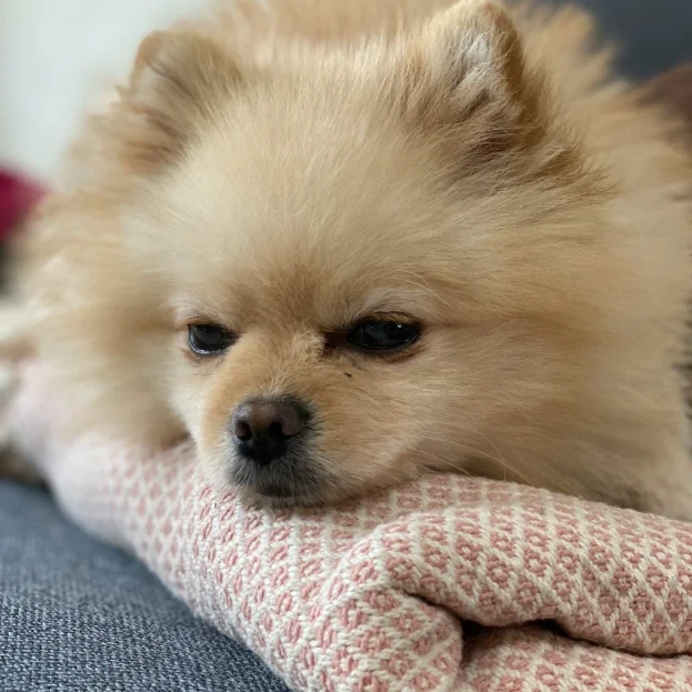pomeranian resting on blanket