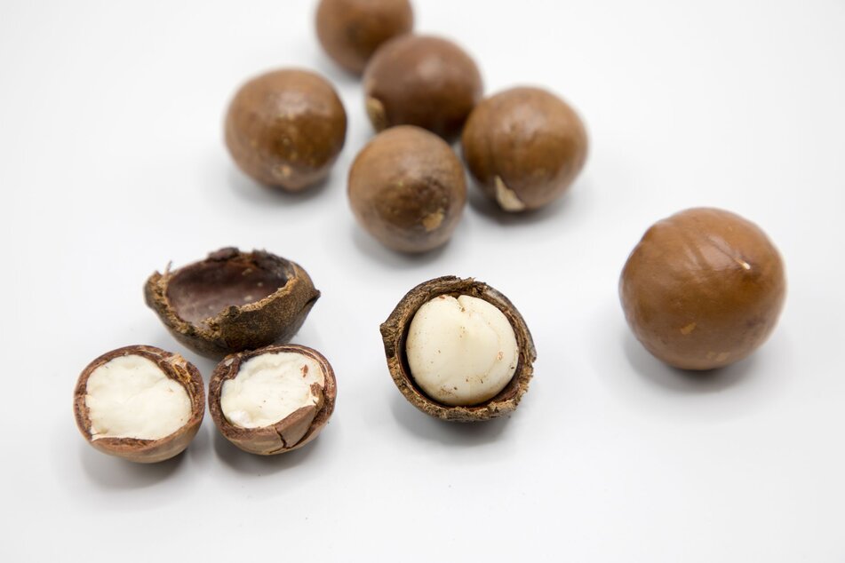 macadamia nuts