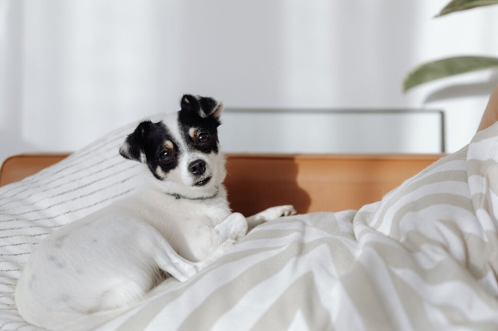 black and white small dog on clean bedding