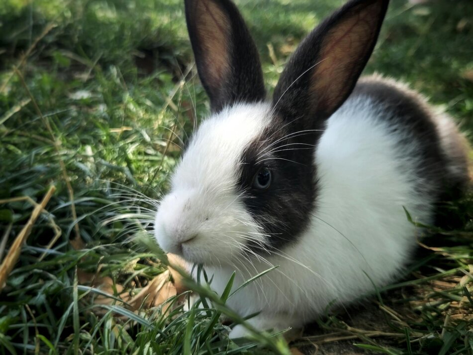 black and white rabbit on grass