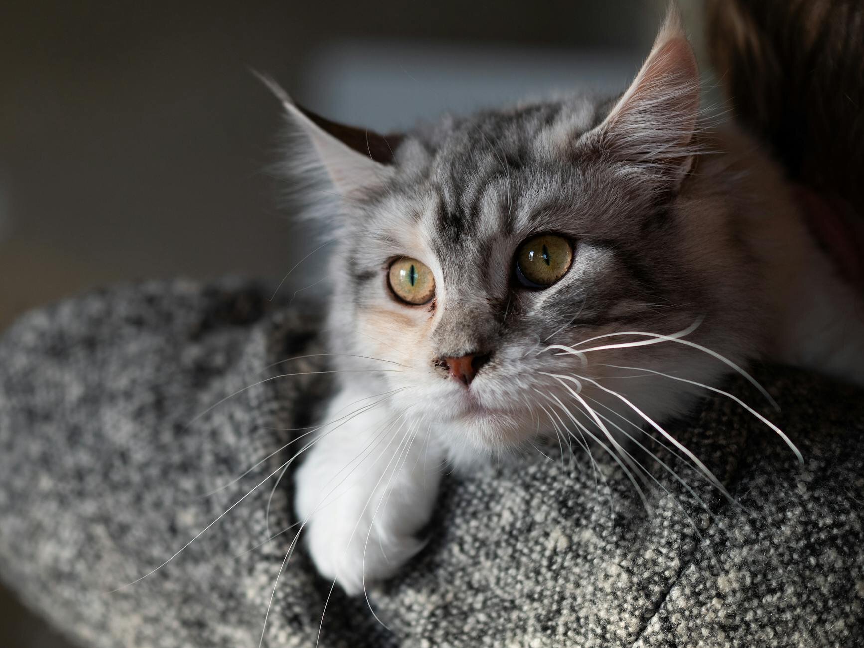 close up of grey and white cat lying on blanket