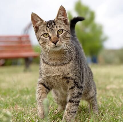 relaxed cat walking along grass