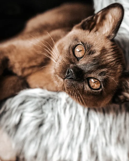 burmese cat resting on fluffy bedding