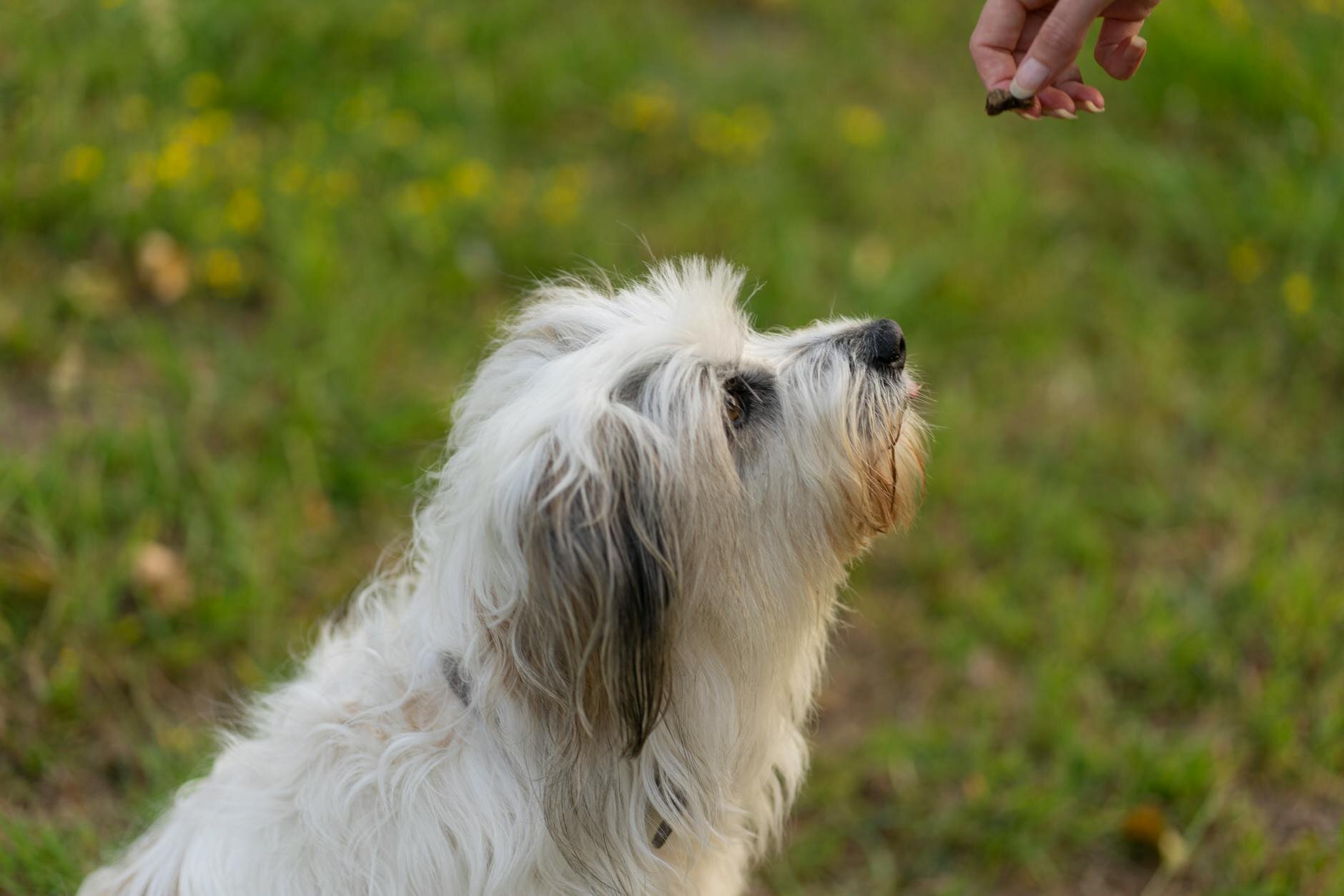 dog looking up at treat in human hand