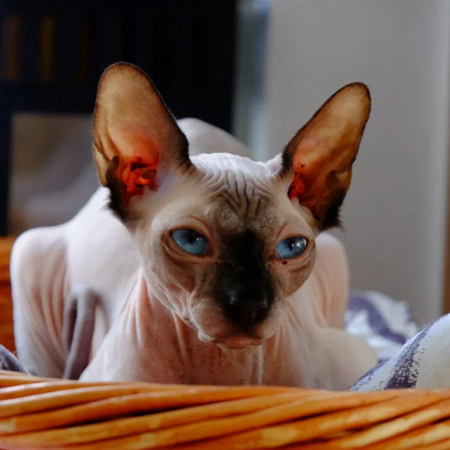 sad looking sphynx in basket bed