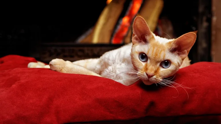 devon rex resting on red bed