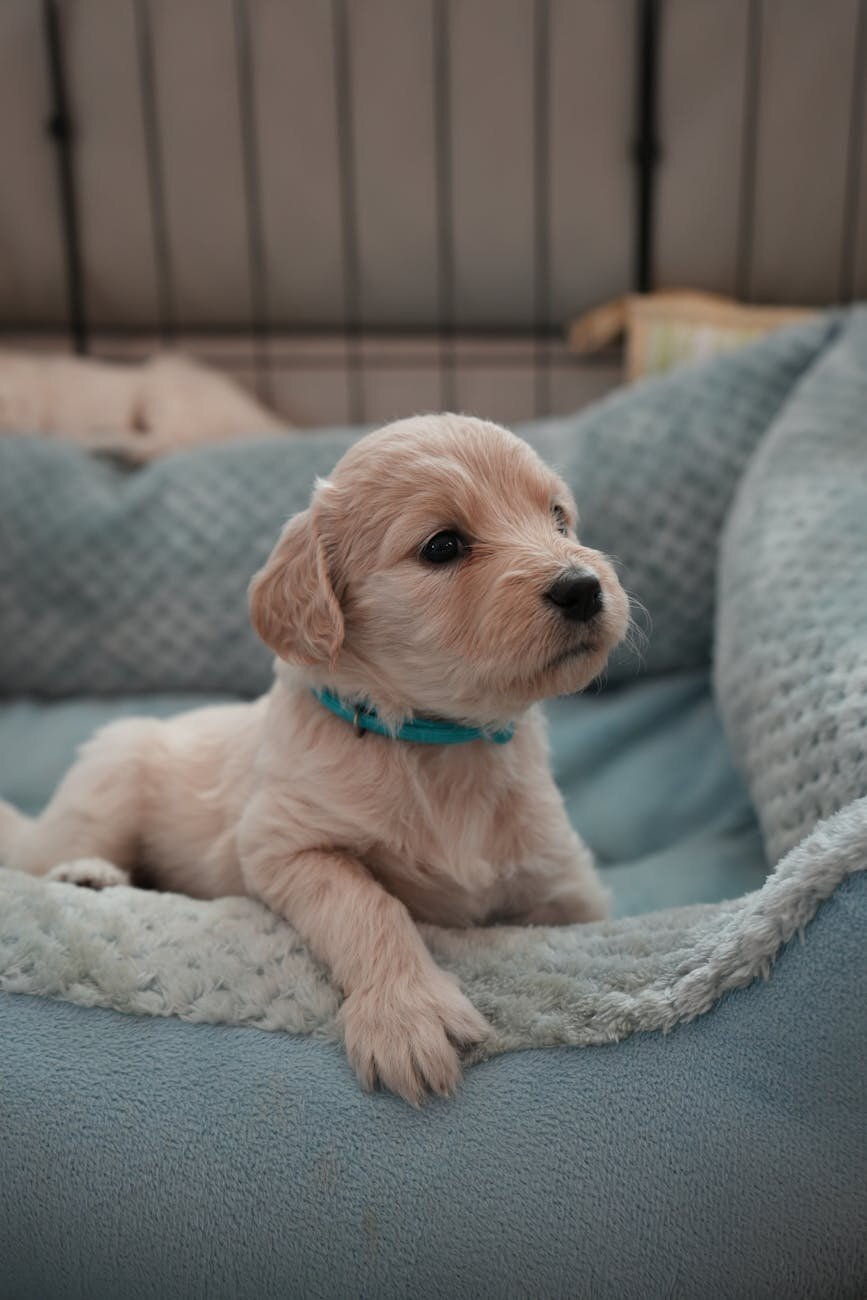 young puppy with aqua collar lying in a dog bed