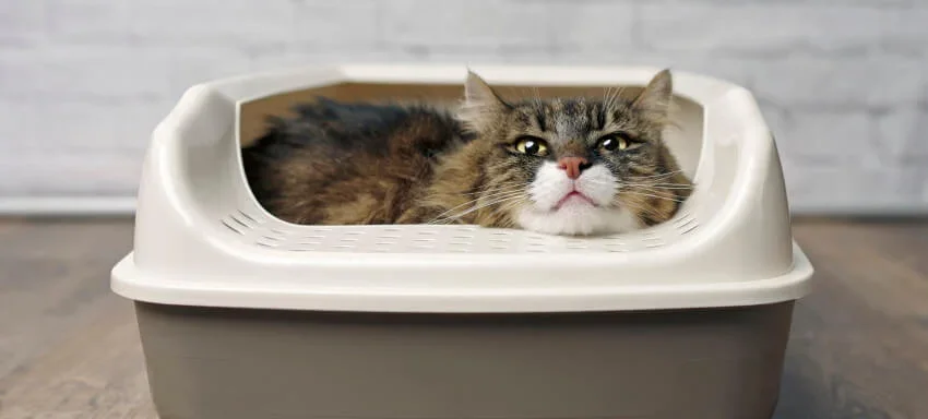cat laying in litter box
