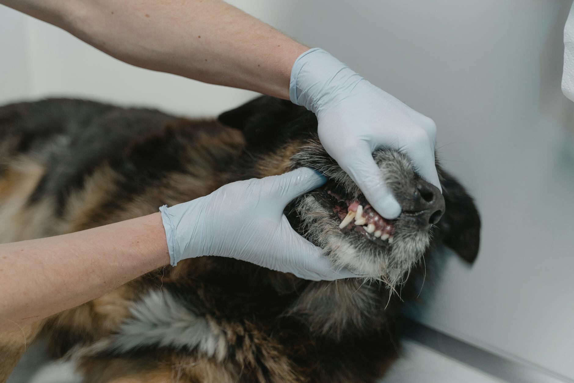 gloved hands lifting dogs lip to examine teeth