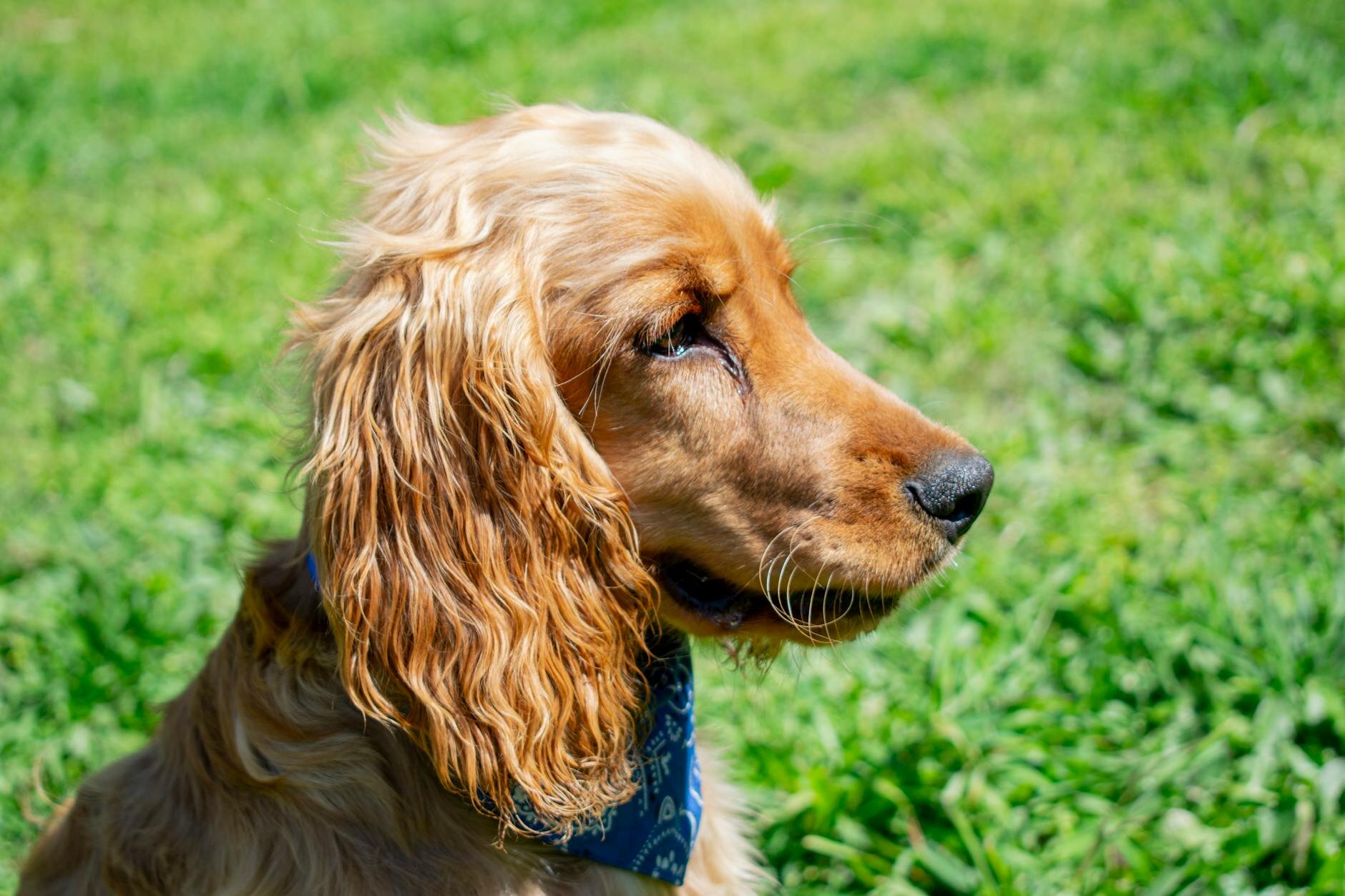 close up of cocker spaniel