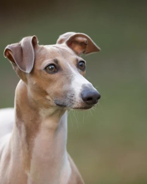 close up of italian greyhound