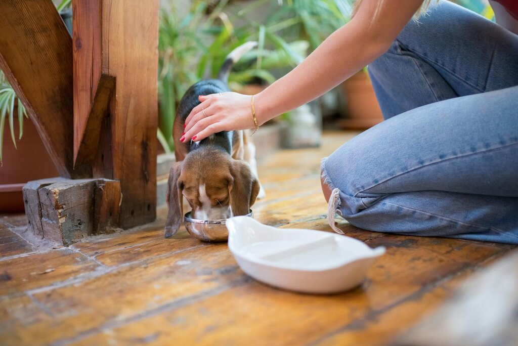 woman patting puppy while he eats from bowl