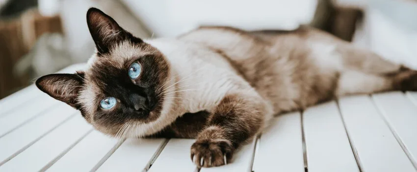 cat laying on wooden slats