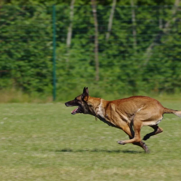 belgian malinois running