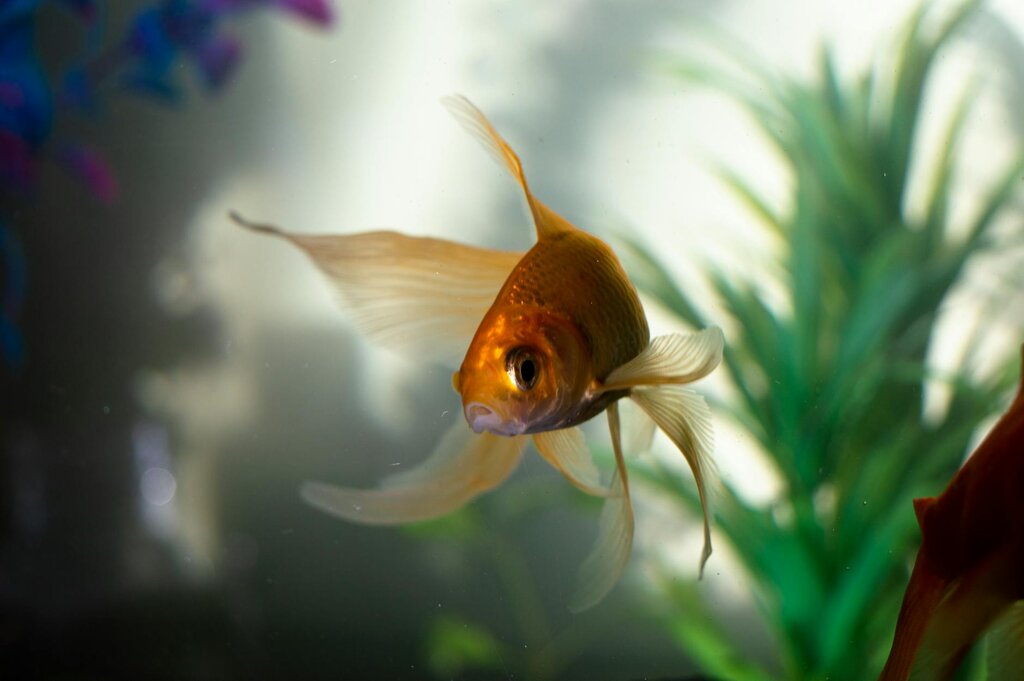 goldfish in tank with tank plant in background