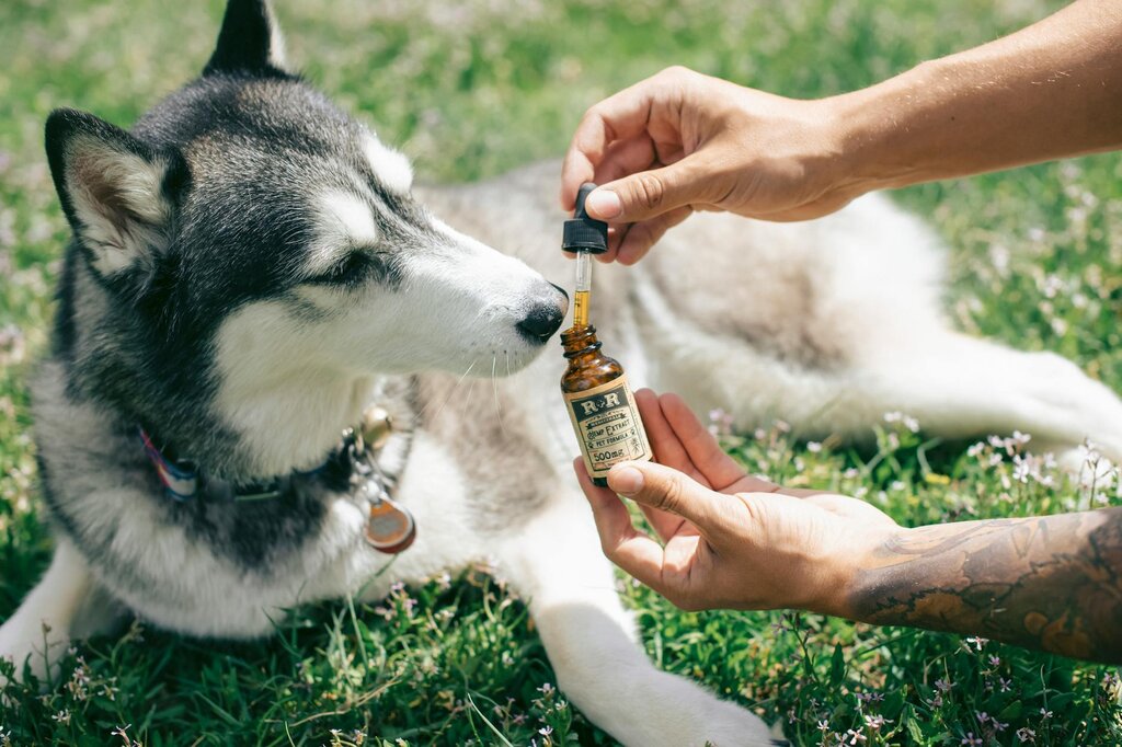dog being given hemp oil 