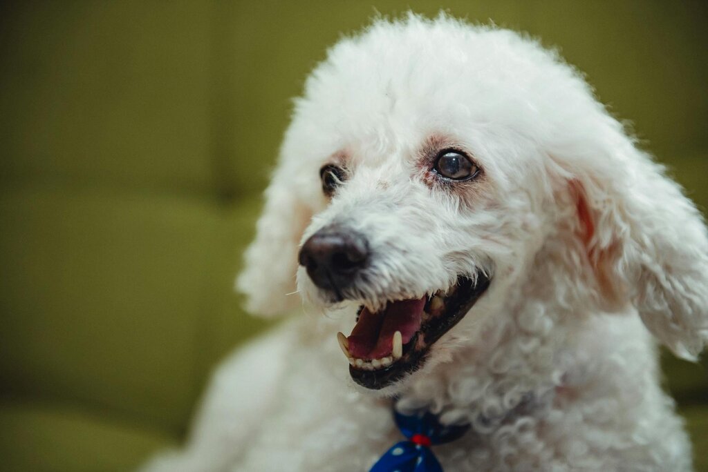white poodle dog