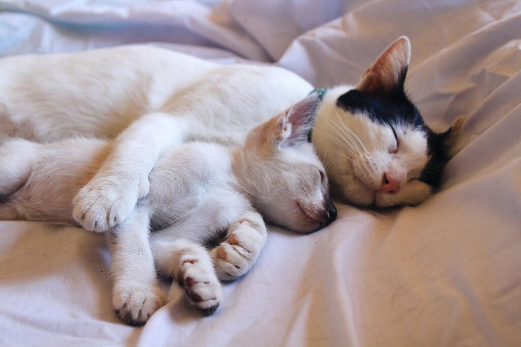 a black and white adult cat lying and snuggling with a white kitten