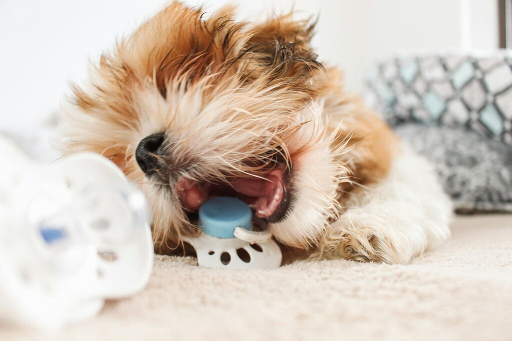 puppy chewing on dummy