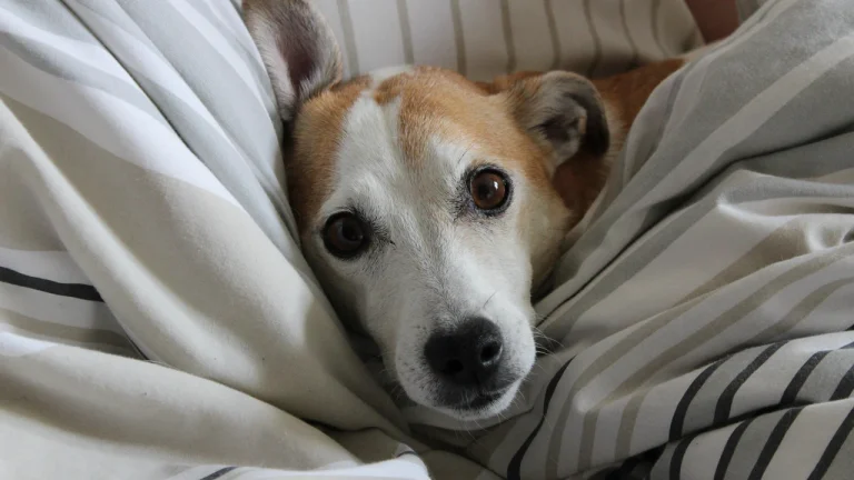 jack russell resting in sheets
