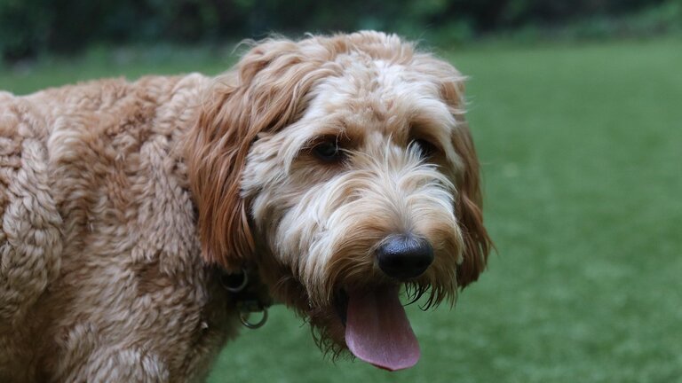 groodle looking at camera panting