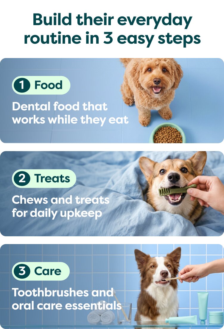 build a daily dental routine for your dog