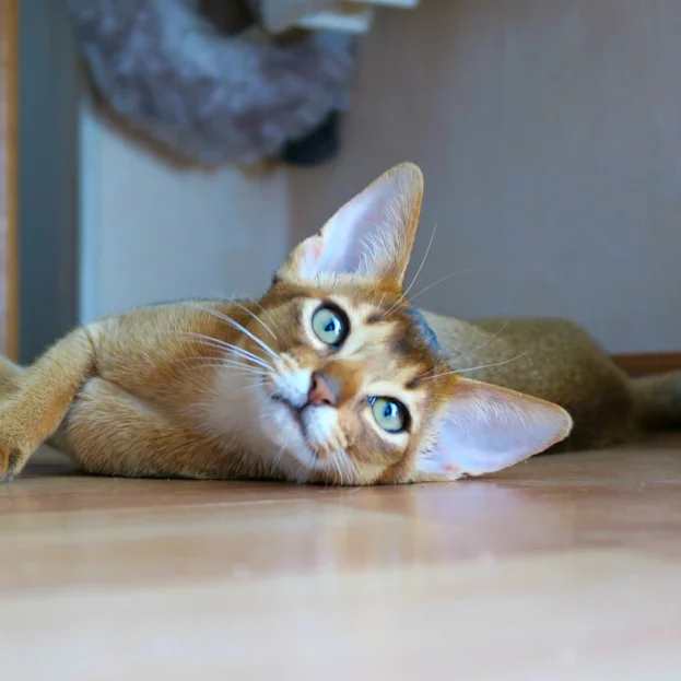 abyssinians lying on floor