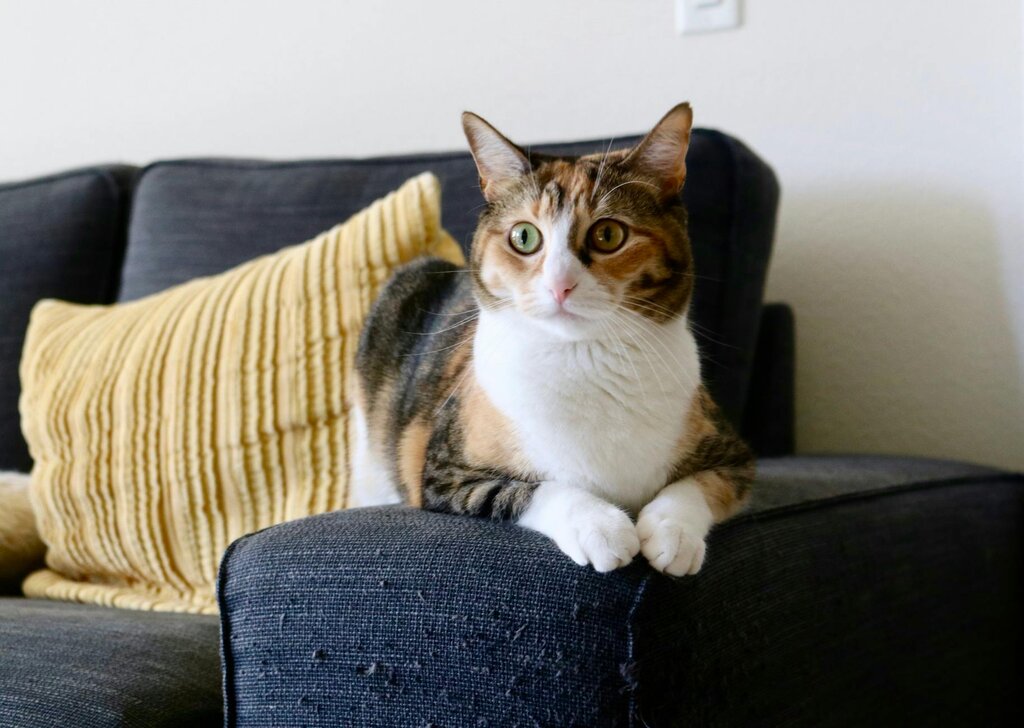 cat sitting on edge of couch