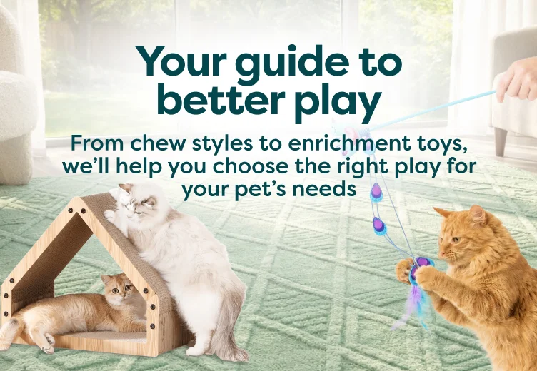 play guide for cats
