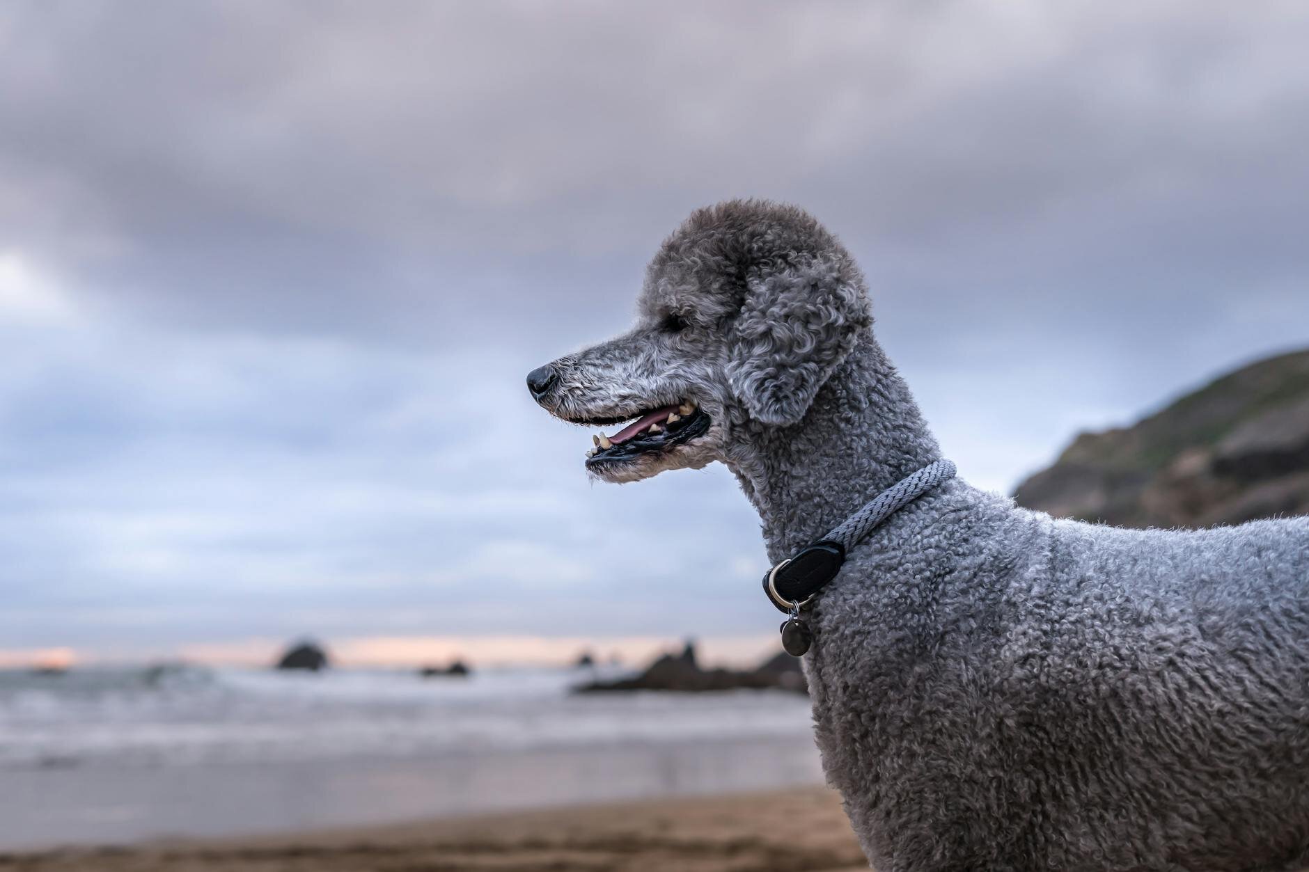 standard poodle looking out to sea