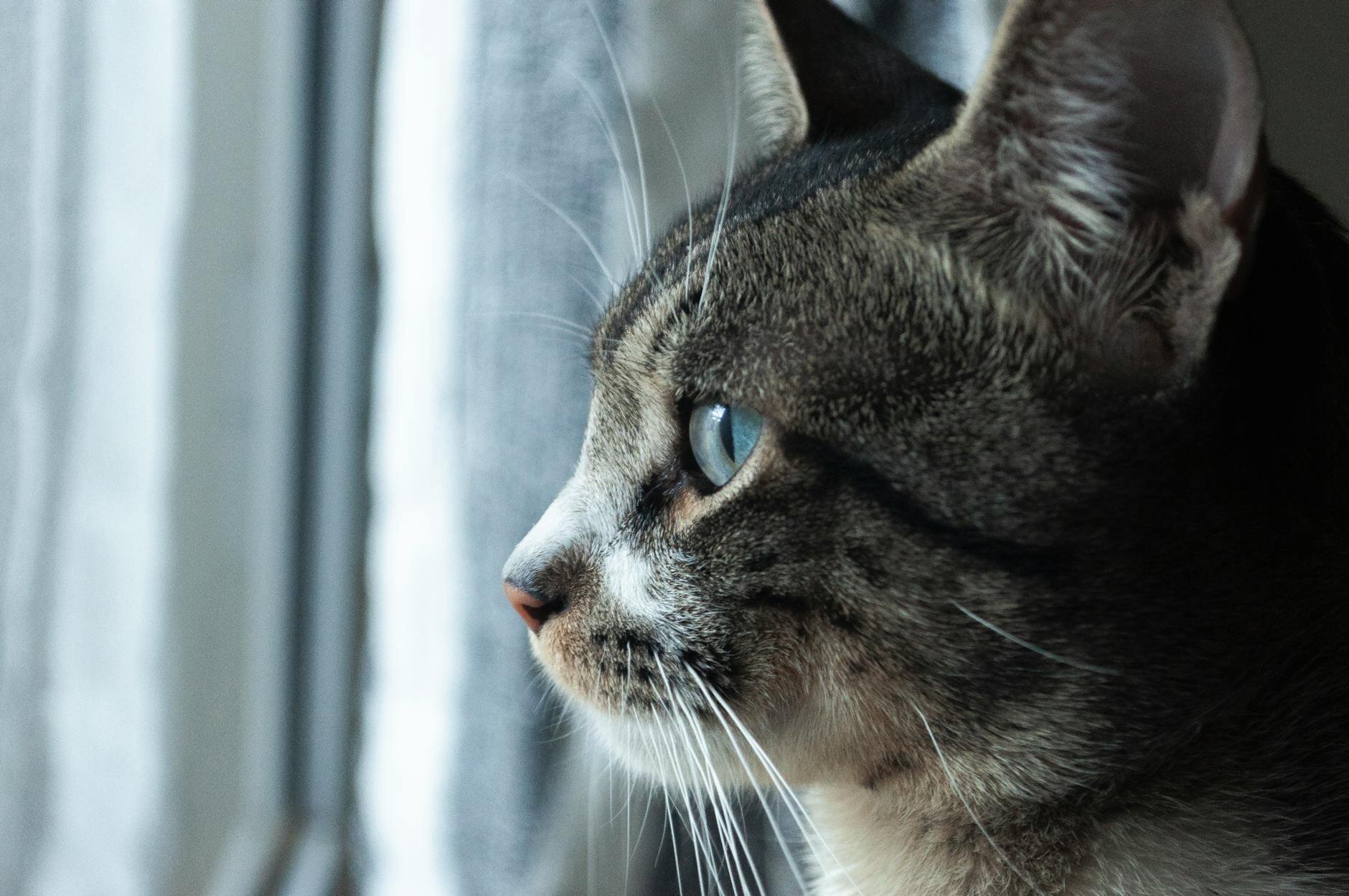 cat looking out window