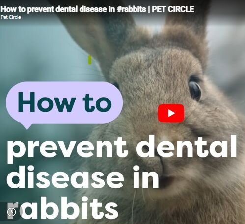 rabbit dental disease video image