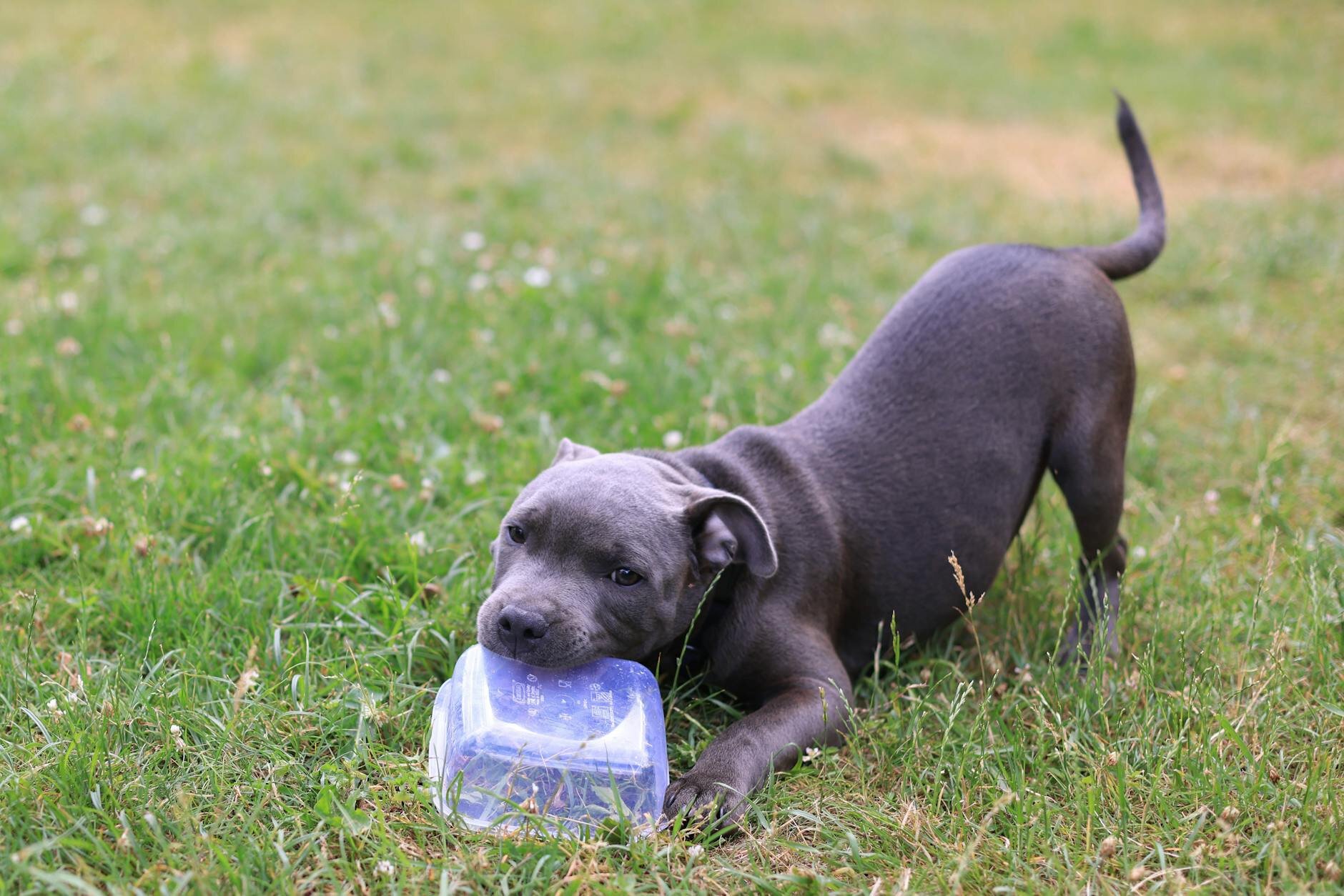 Grey staffie dog playing with a plastic container