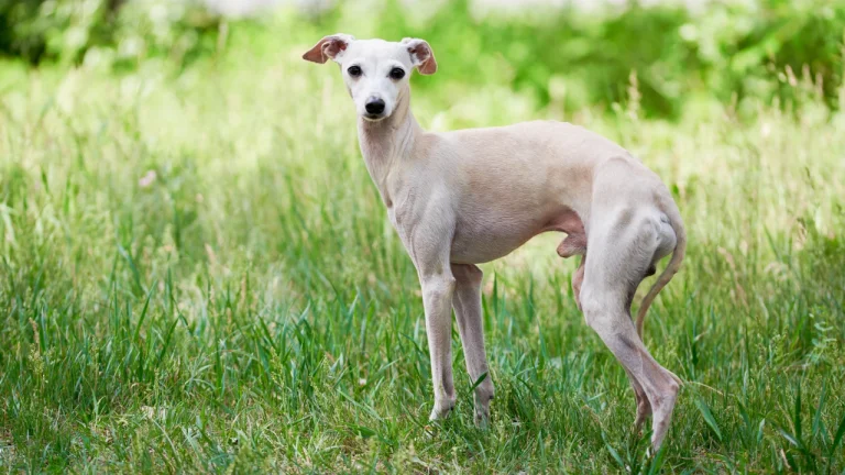 italian greyhound standing in long grass
