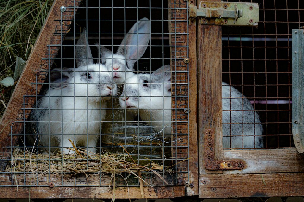 rabbits in cage